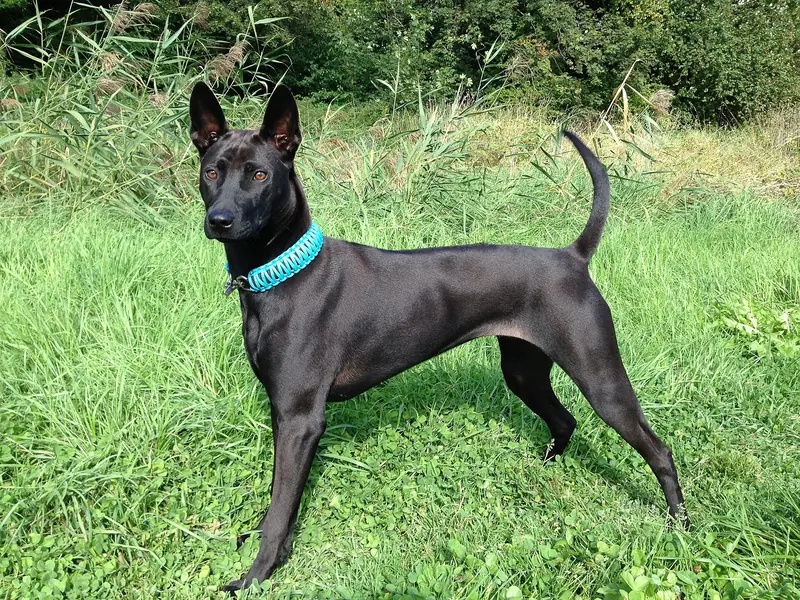 A Thai Ridgeback