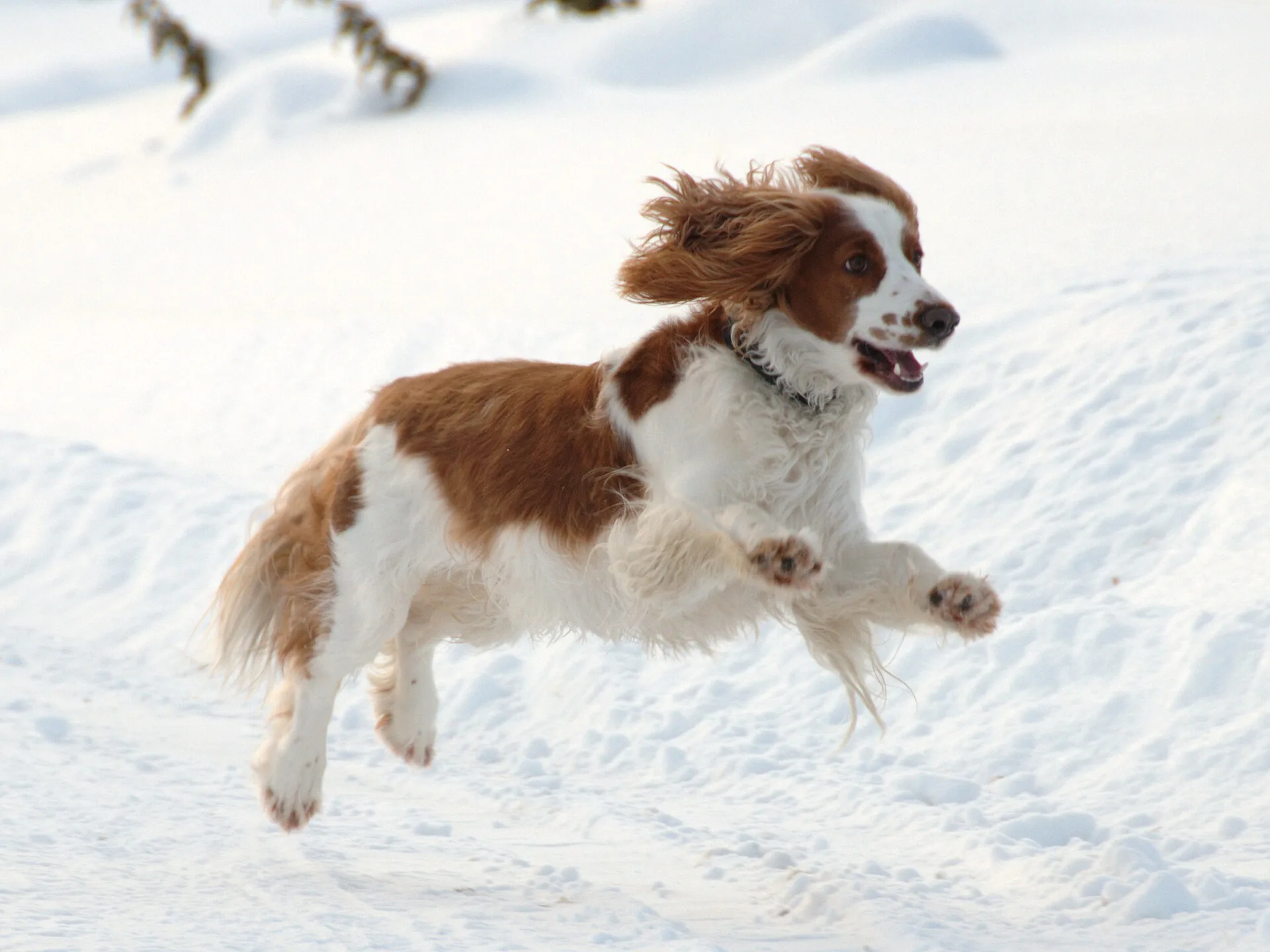 A Welsh Springer Spaniel