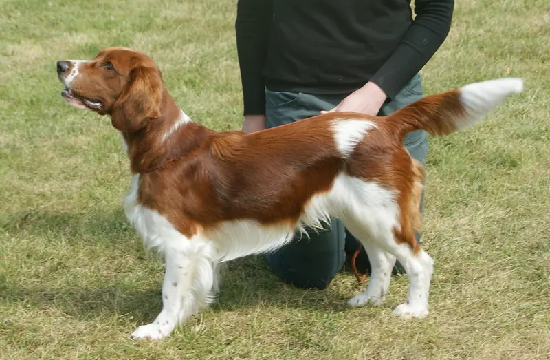 Welsh Springer Spaniel, photo 4