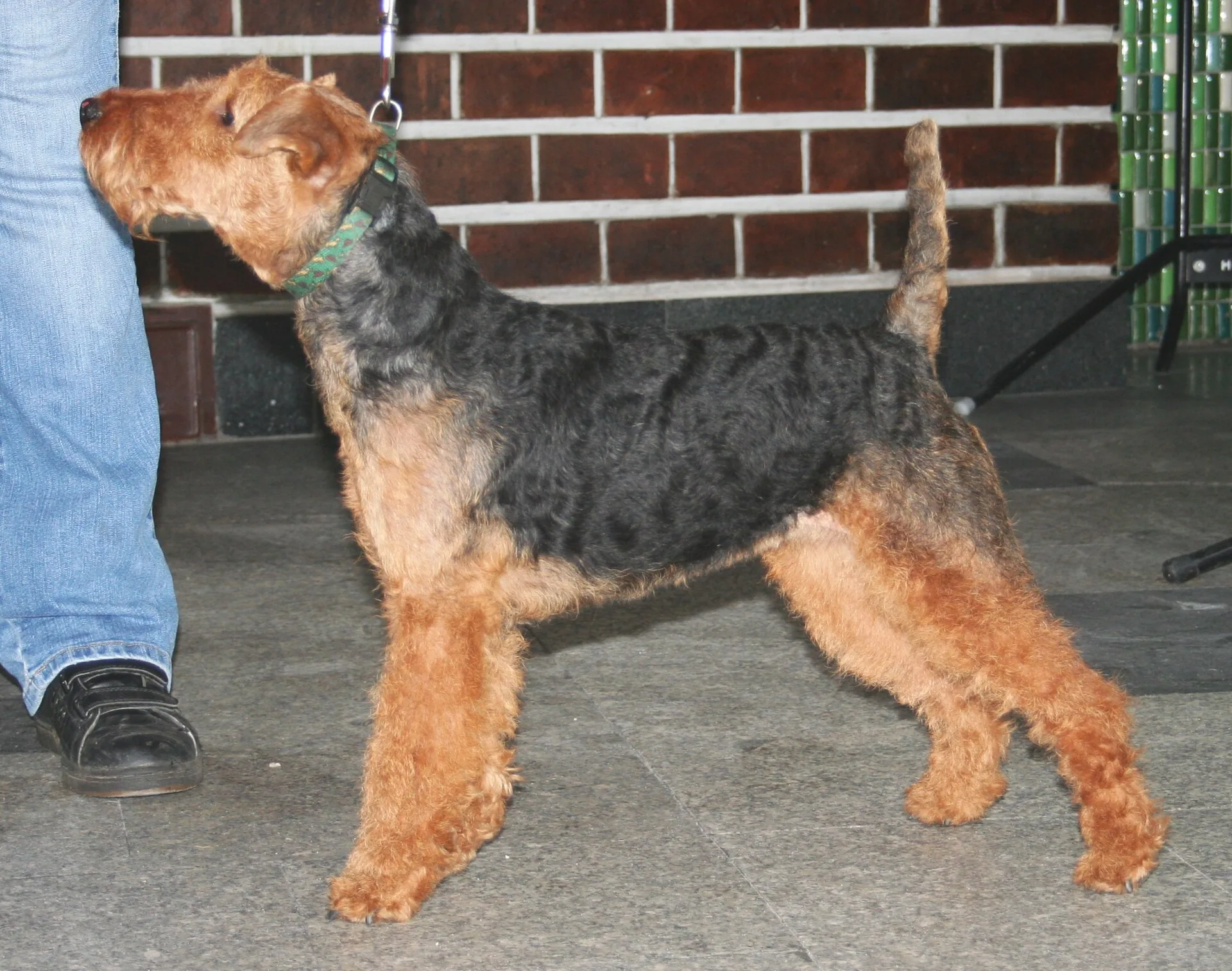 A Welsh Terrier