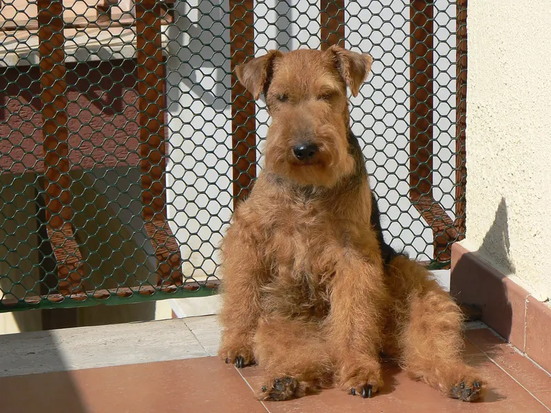 Welsh Terrier, photo 2